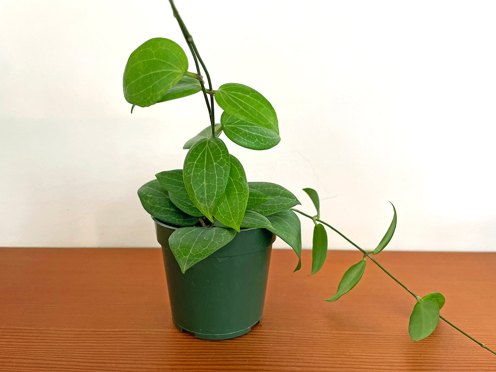 Hoya fitchii