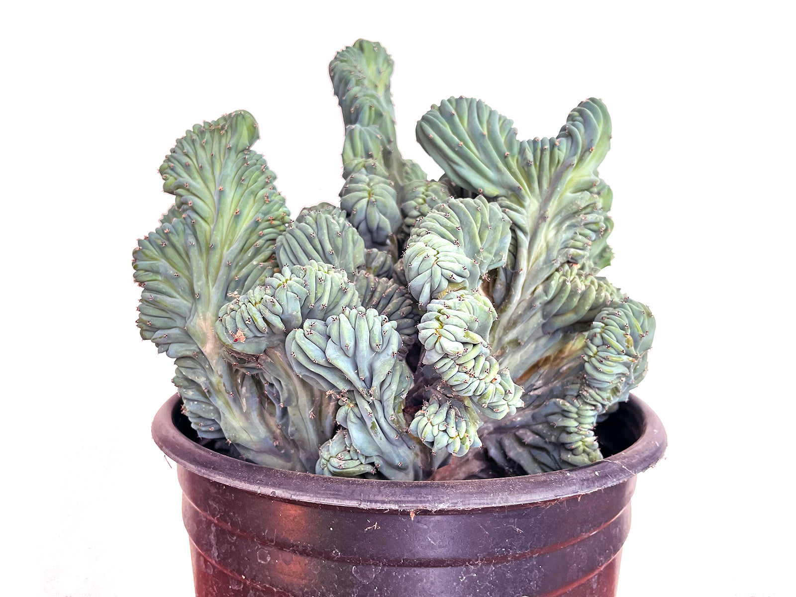 Myrtillocactus geometrizans f. Cristata
