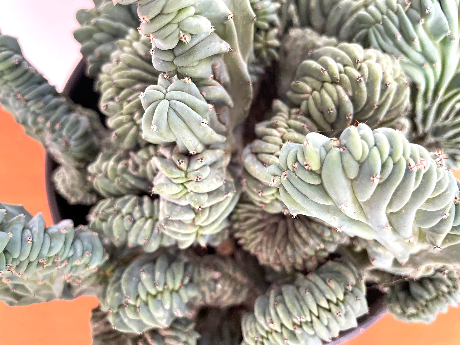 Myrtillocactus geometrizans f. Cristata