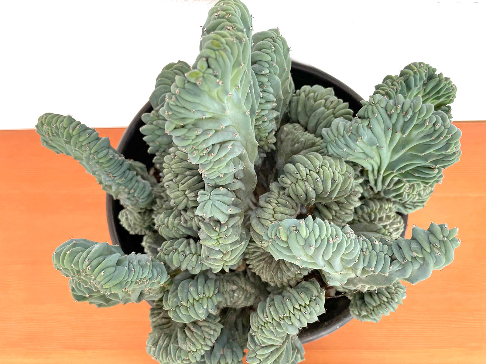 Myrtillocactus geometrizans f. Cristata