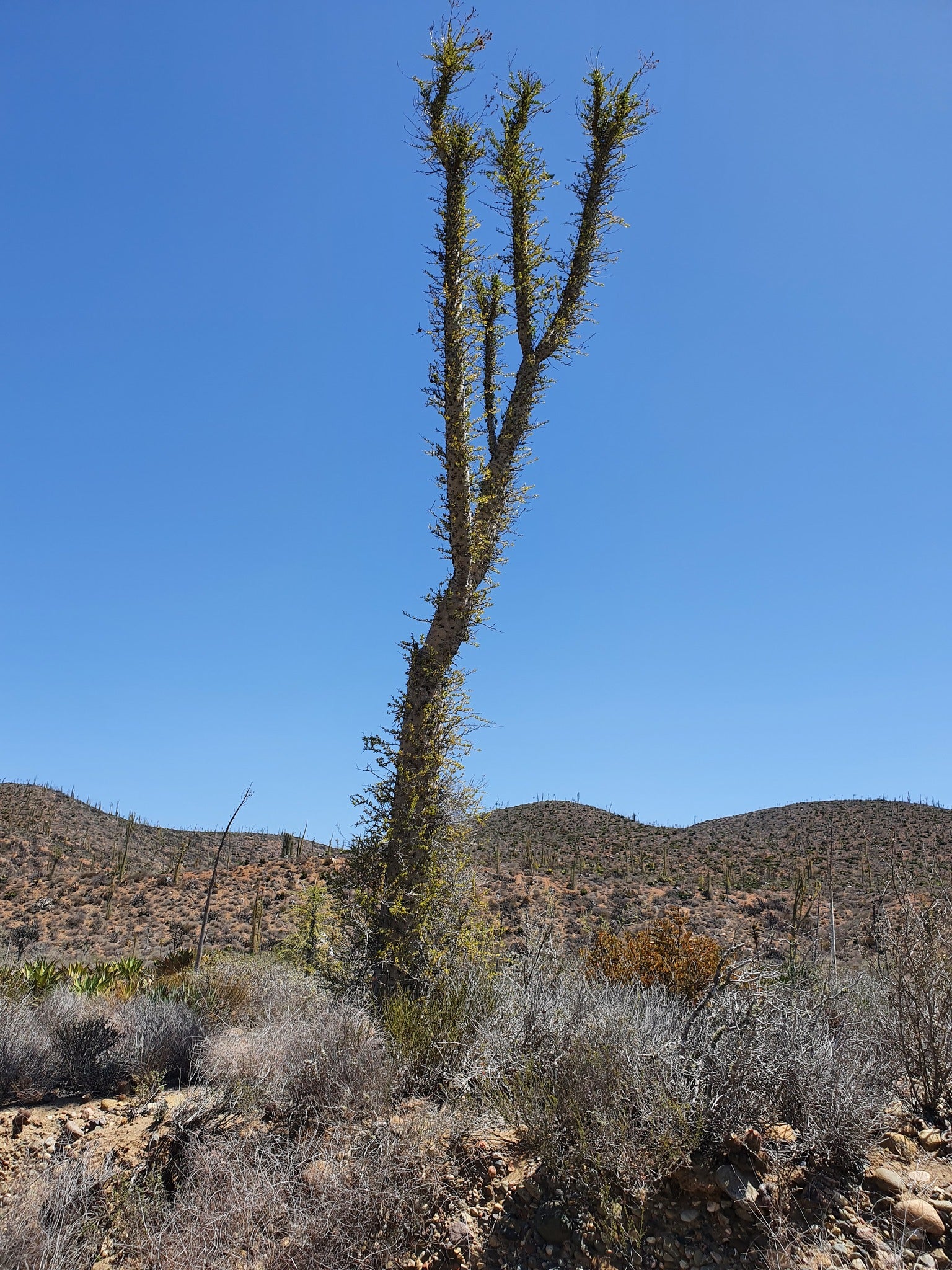 Fouquieria columnaris (Boojum Tree)