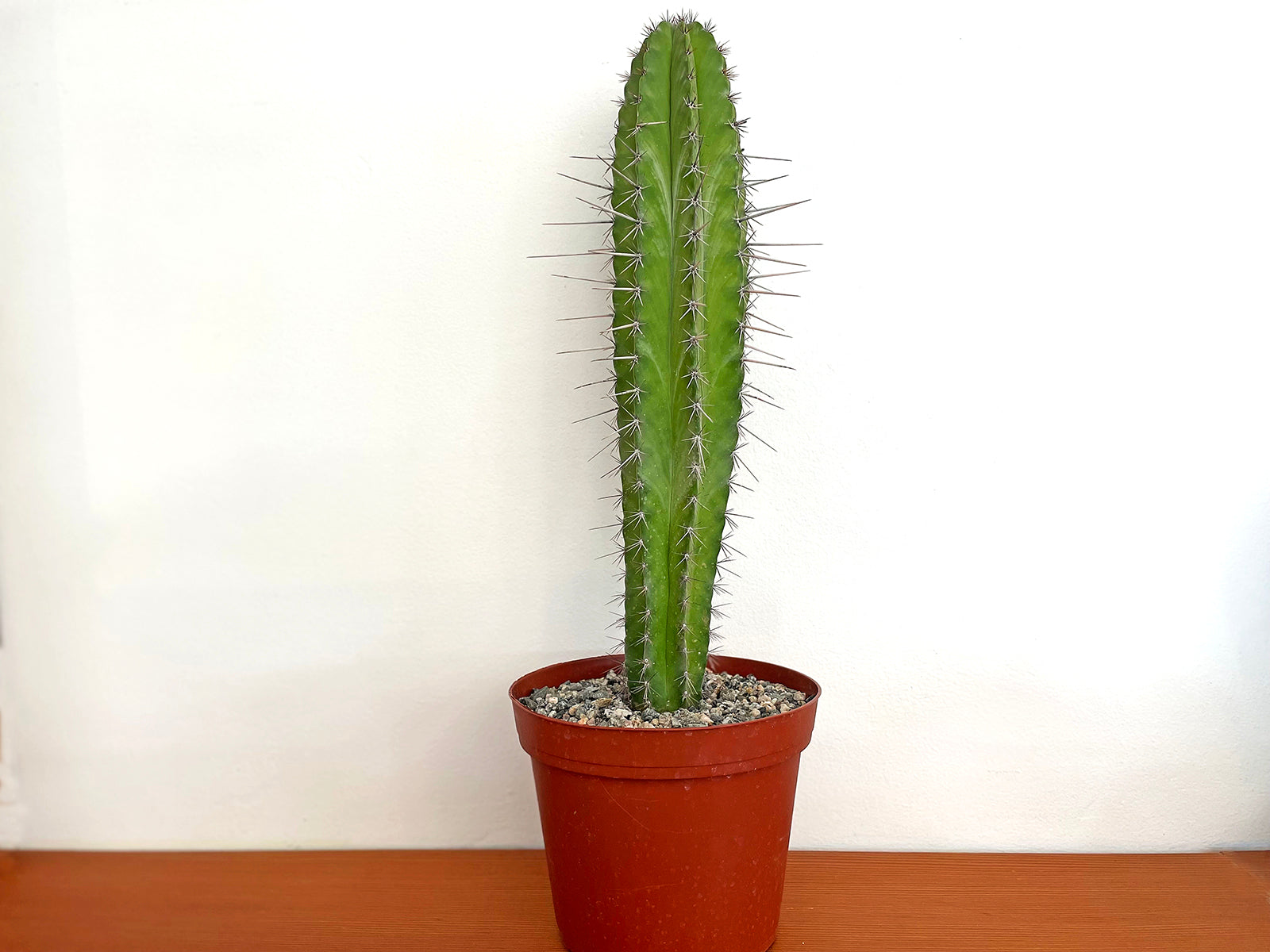 Polaskia chichipe