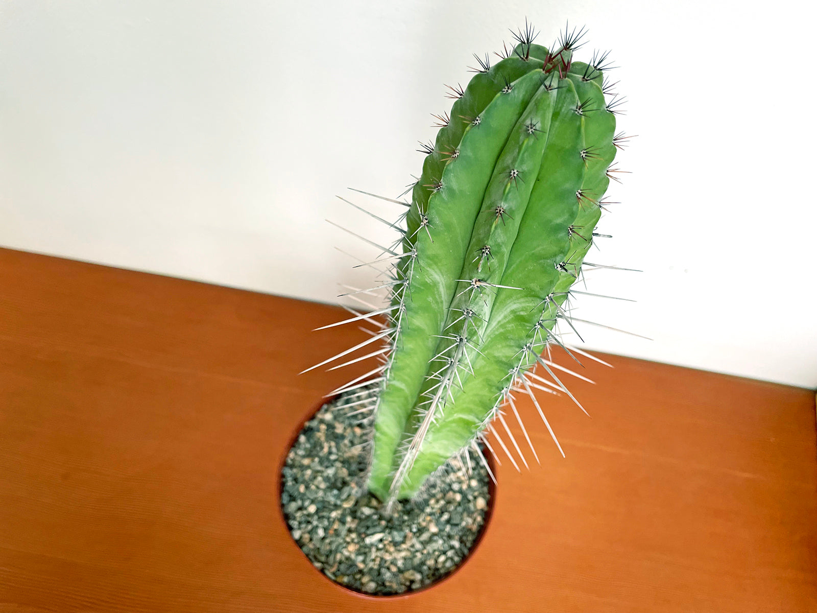Polaskia chichipe