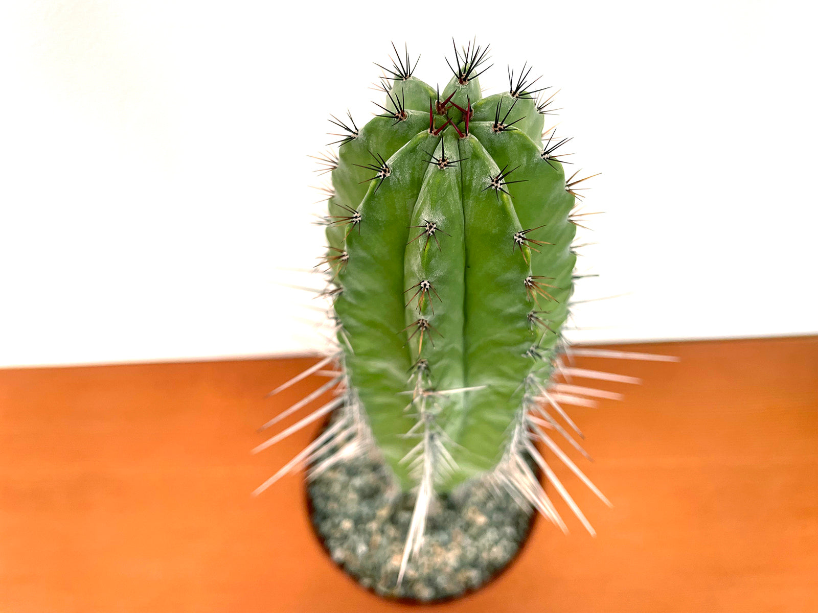 Polaskia chichipe