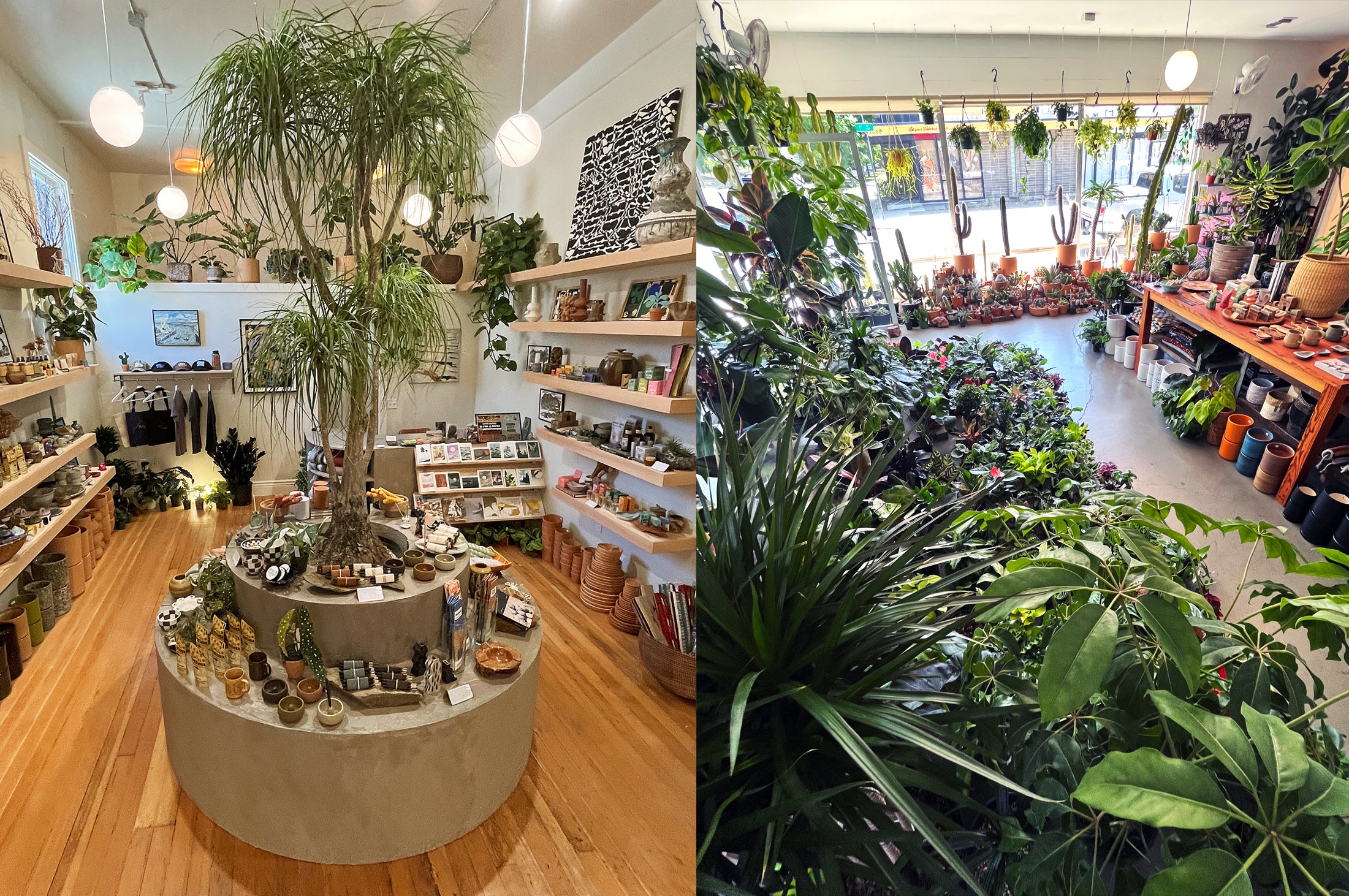 Public Land Store | Rare Plants, Art Gallery & Handmade Goods