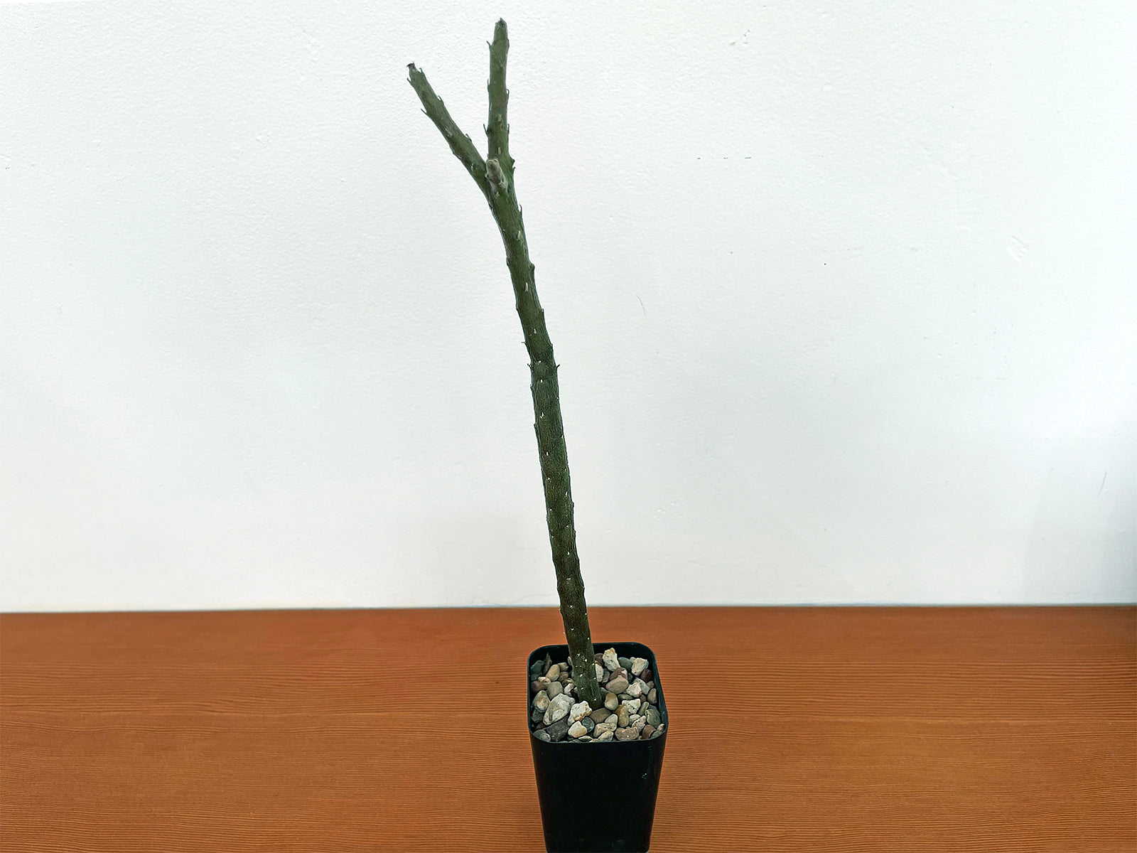 Rhytidocaulon macrolobum