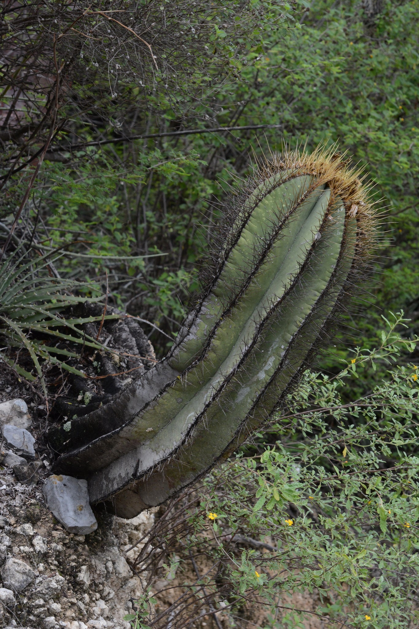 Astrophytum ornatum (specimen) – Public Land Store